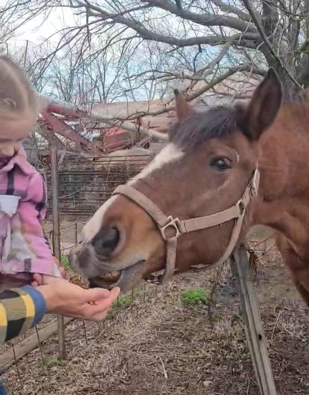 All-Natural Horse Treat
