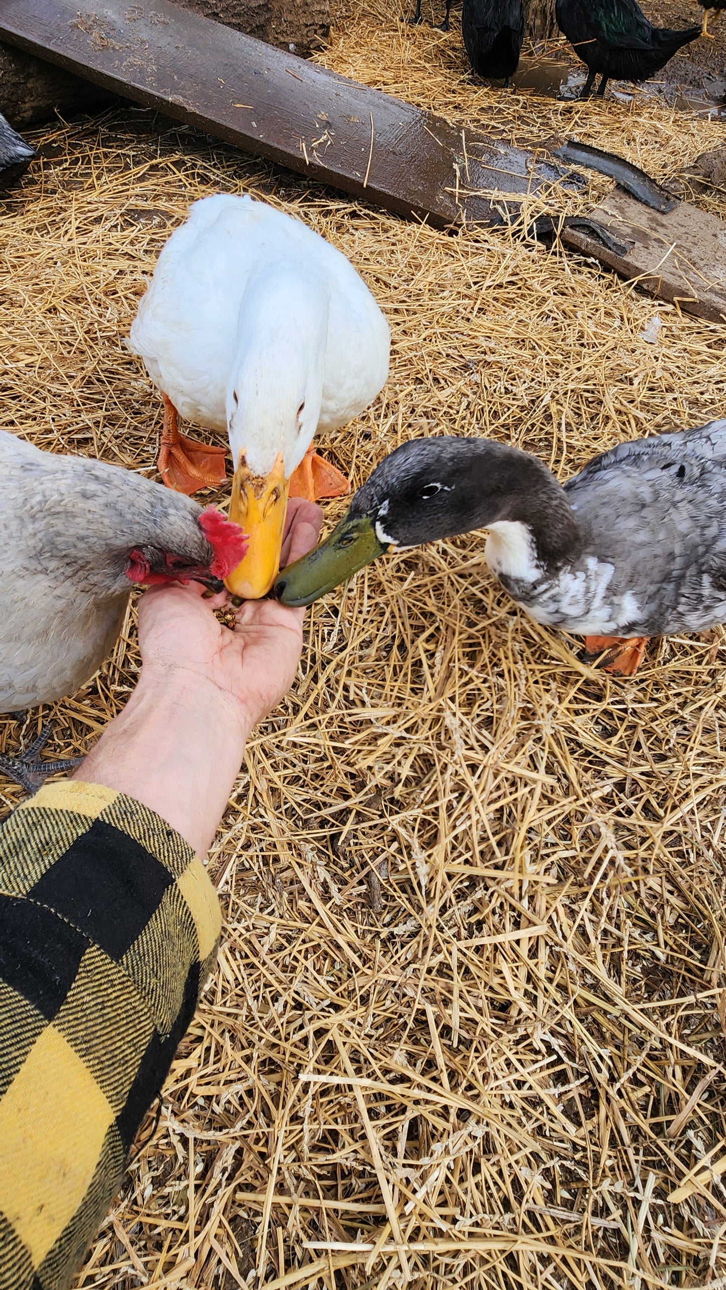All-Natural Poultry Treats